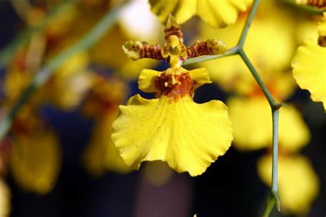 黃色蘭花花語|六大常見蝴蝶蘭品種，蝴蝶蘭種植指南&花語&風水 – 小咩日記